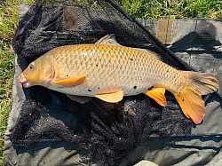 Stephen yapp  carp  July 14 (11.8lbs). L/meat